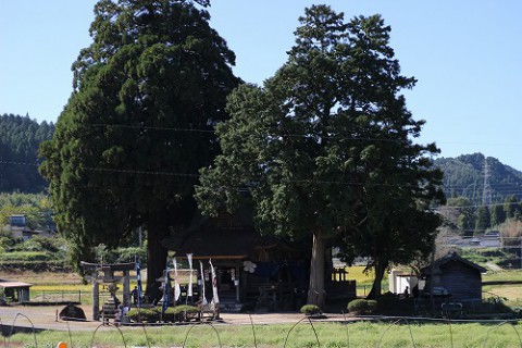 老松神社。御神木が神秘的でした。