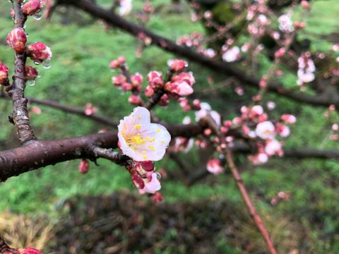 梅の開花状況 年1月26日 お還りなさい天瀬